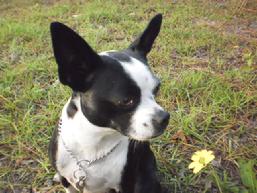 Dog from Kennel during Boarding with Training